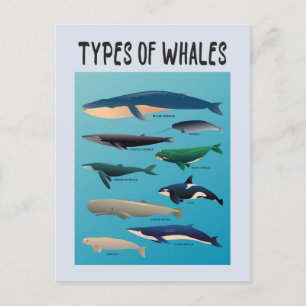Types Of Whales Ocean Mammal Variety Postcard
