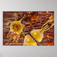 Typical myelinated vertebrate motor neurons