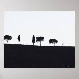 Typical trees in Tuscany Poster