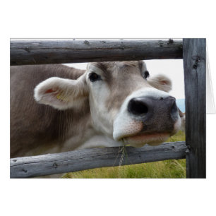 Tyrolean Cow Poking Head through Fence, Austria