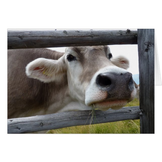 Tyrolean Cow Poking Head through Fence, Austria (Front Horizontal)