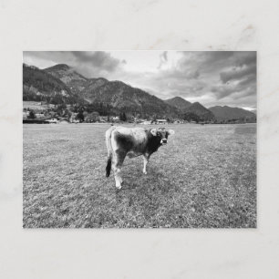 Tyrolean Grey Cow Salzburg Holiday Postcard