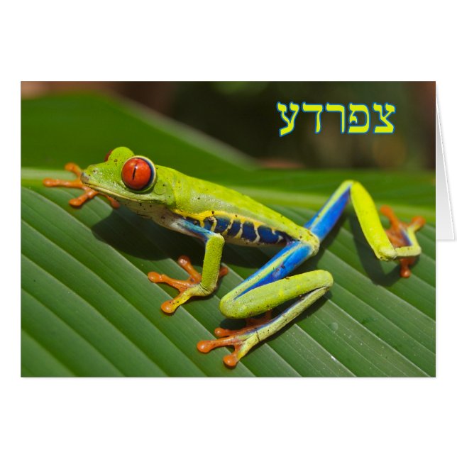 Tzefardea In Hebrew Meaning "Frog" (Front Horizontal)