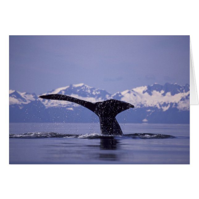 U.S.A., Alaska, Inside Passage Humpback whale (Front Horizontal)