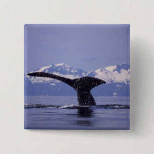 U.S.A., Alaska, Inside Passage Humpback whale 2 Inch Square Button