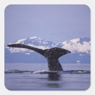 U.S.A., Alaska, Inside Passage Humpback whale Square Sticker