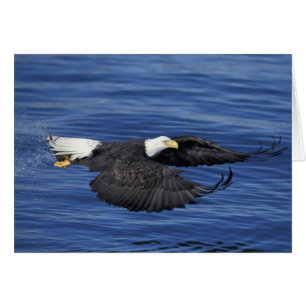 U.S.A., Alaska, Kenai Peninsula Bald eagle