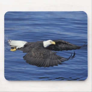 U.S.A., Alaska, Kenai Peninsula Bald eagle Mouse Pad