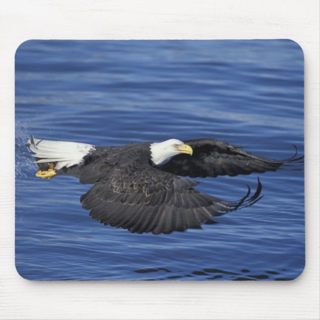 U.S.A., Alaska, Kenai Peninsula Bald eagle Mouse Pad (Front)