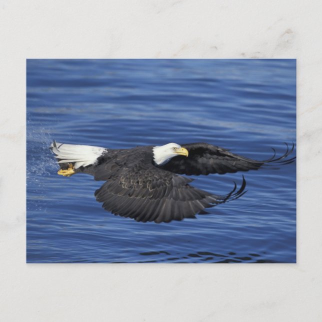U.S.A., Alaska, Kenai Peninsula Bald eagle Postcard (Front)
