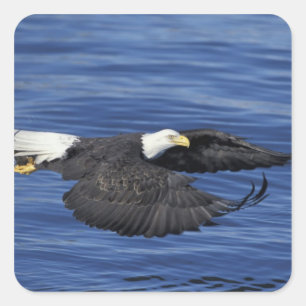 U.S.A., Alaska, Kenai Peninsula Bald eagle Square Sticker