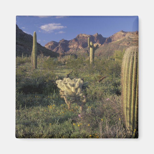U.S.A., Arizona, Organ Pipe National Monument. Magnet (Front)