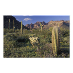 U.S.A., Arizona, Organ Pipe National Monument. Photo Print
