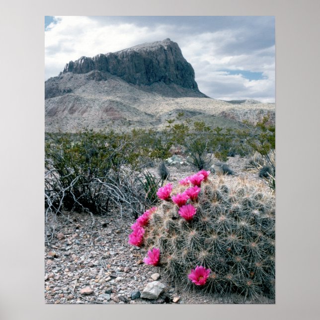 U.S.A., Texas, Big Bend National Park. Blooming Poster (Front)