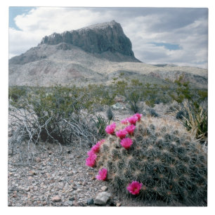 U.S.A., Texas, Big Bend National Park. Blooming Tile