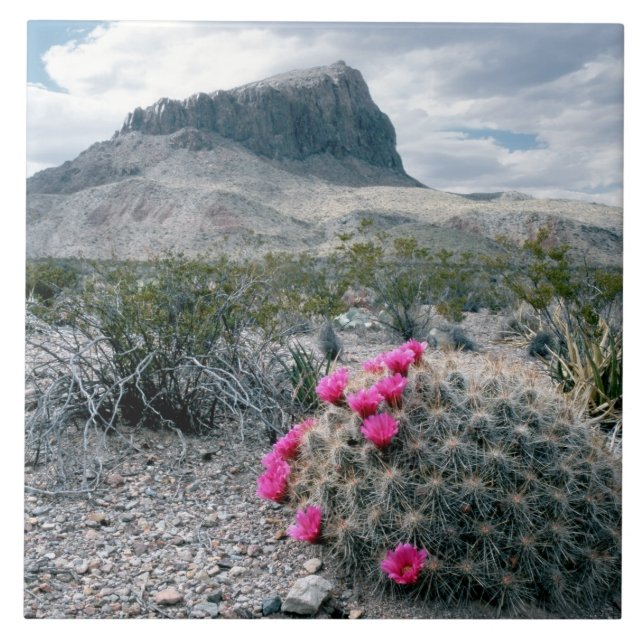 U.S.A., Texas, Big Bend National Park. Blooming Tile (Front)