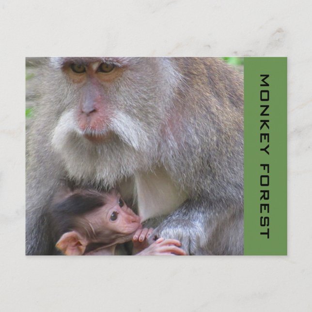 ubud macaque postcard (Front)
