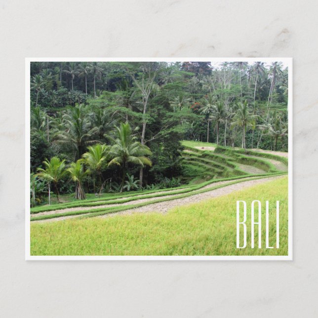 ubud rice terraces postcard (Front)