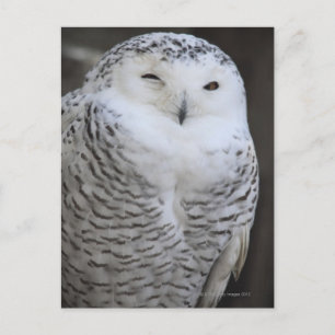 Ueno, Taitoh-ku, Tokyo, Japan Postcard