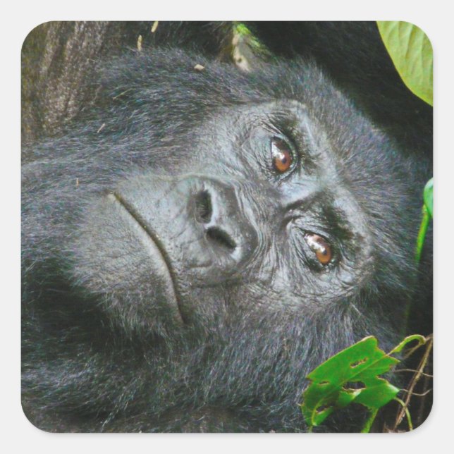 Uganda Gorilla Safari on Display Stickers (Front)