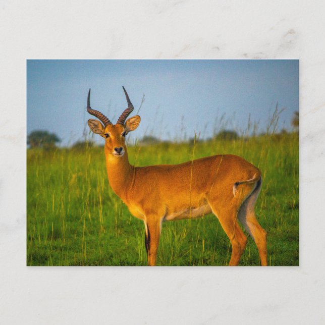 Uganda Murchison Falls Antelope Postcard (Front)