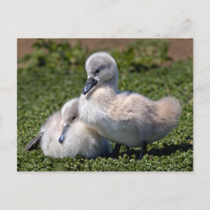 Ugly Ducklings Postcard