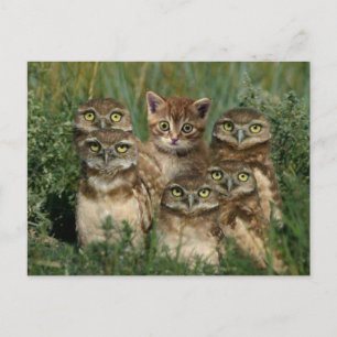 uil en kitten postcard