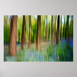 UK England   Bluebell Oak Woodland in Springtime Poster