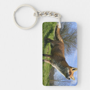 UK, England. Red Fox Vulpes vulpes) in Keychain