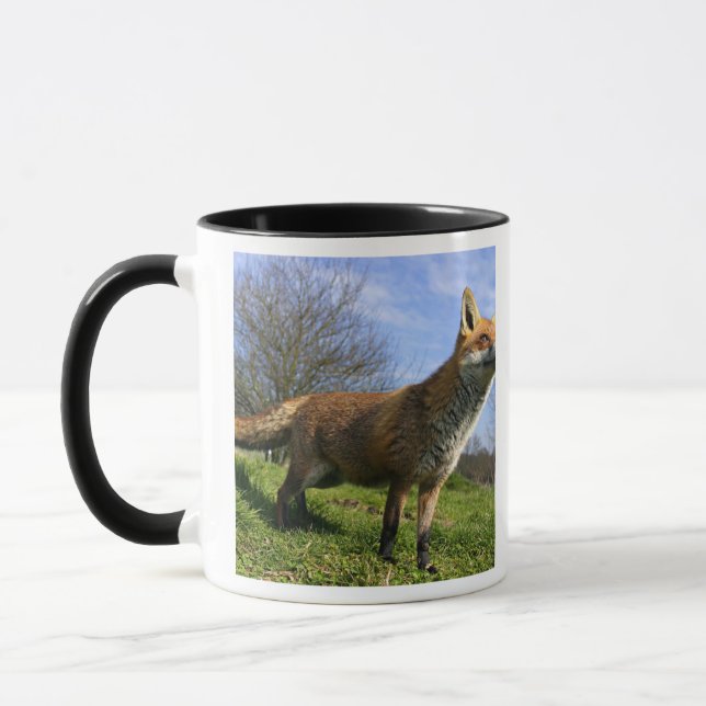 UK, England. Red Fox Vulpes vulpes) in Mug (Left)