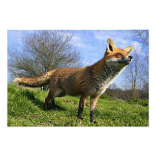 UK, England. Red Fox Vulpes vulpes) in Photo Print