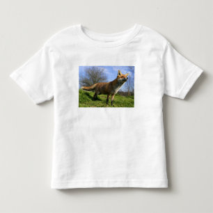 UK, England. Red Fox Vulpes vulpes) in Toddler T-shirt