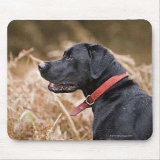 UK, England, Suffolk, Thetford Forest, Black 3 Mouse Pad