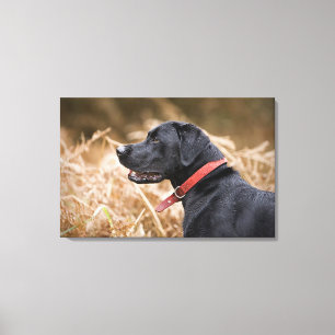 UK, England, Suffolk, Thetford Forest, Black 4 Canvas Print