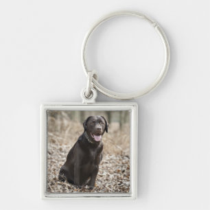 UK, England, Suffolk, Thetford Forest, Black Keychain
