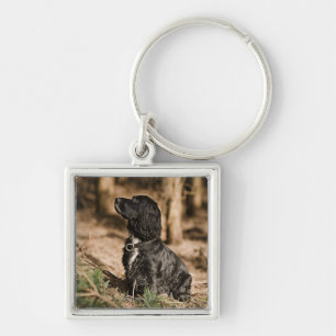 UK, England, Suffolk, Thetford Forest, Spaniel Keychain