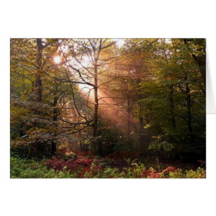 UK. Forest of Dean. Sunbeam penetrating a