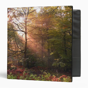 UK. Forest of Dean. Sunbeam penetrating a Binder