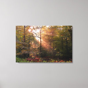 UK. Forest of Dean. Sunbeam penetrating a Canvas Print
