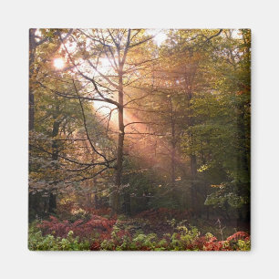 UK. Forest of Dean. Sunbeam penetrating a Magnet