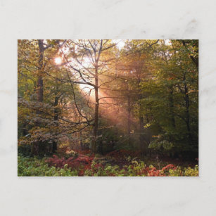 UK. Forest of Dean. Sunbeam penetrating a Postcard