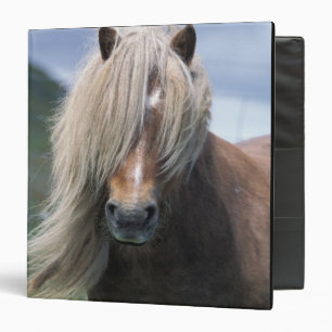 UK, Scotland, Shetland Islands, Shetland pony Binder