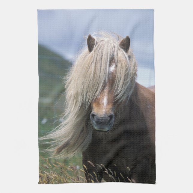 UK, Scotland, Shetland Islands, Shetland pony Kitchen Towel (Vertical)