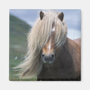 UK, Scotland, Shetland Islands, Shetland pony Magnet
