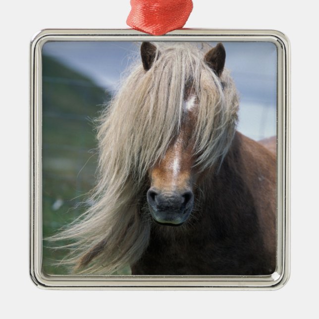 UK, Scotland, Shetland Islands, Shetland pony Metal Ornament (Front)