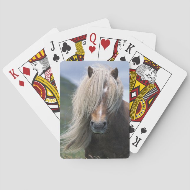 UK, Scotland, Shetland Islands, Shetland pony Playing Cards (Back)