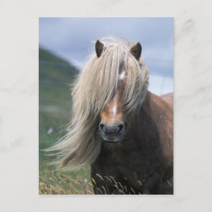 UK, Scotland, Shetland Islands, Shetland pony Postcard