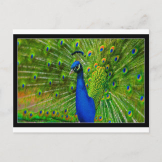 ultimate peacock.jpg postcard