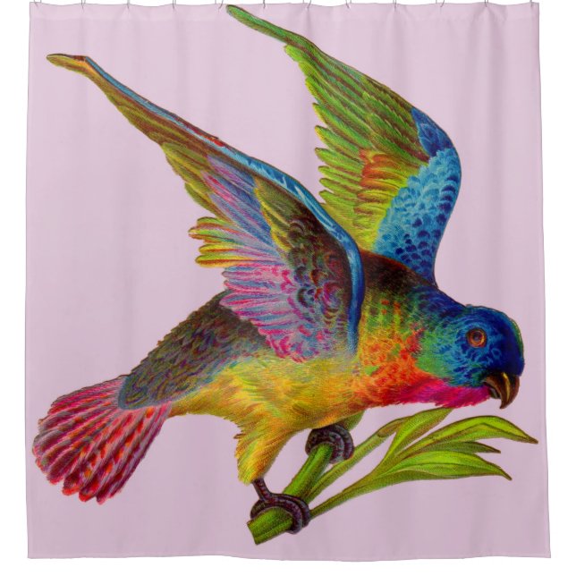 ultra colourful Victorian bird print (Front)