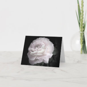 Ultra Pale Pink Rose, Blank Greeting Card